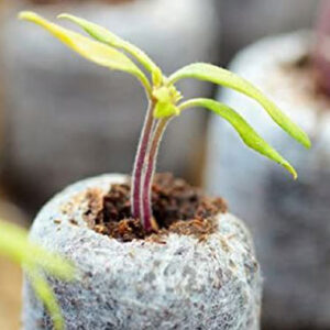 Biodegradable Coir Plugs for Seed Germination