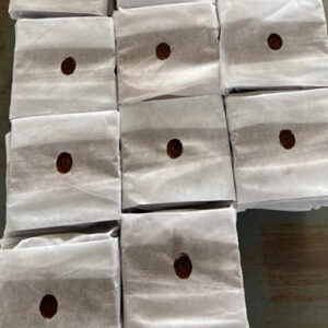 Perfect Medium for Rapid Seedling Growth