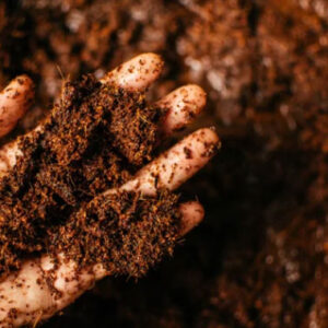 Treated Cocopeat Blocks for Farming